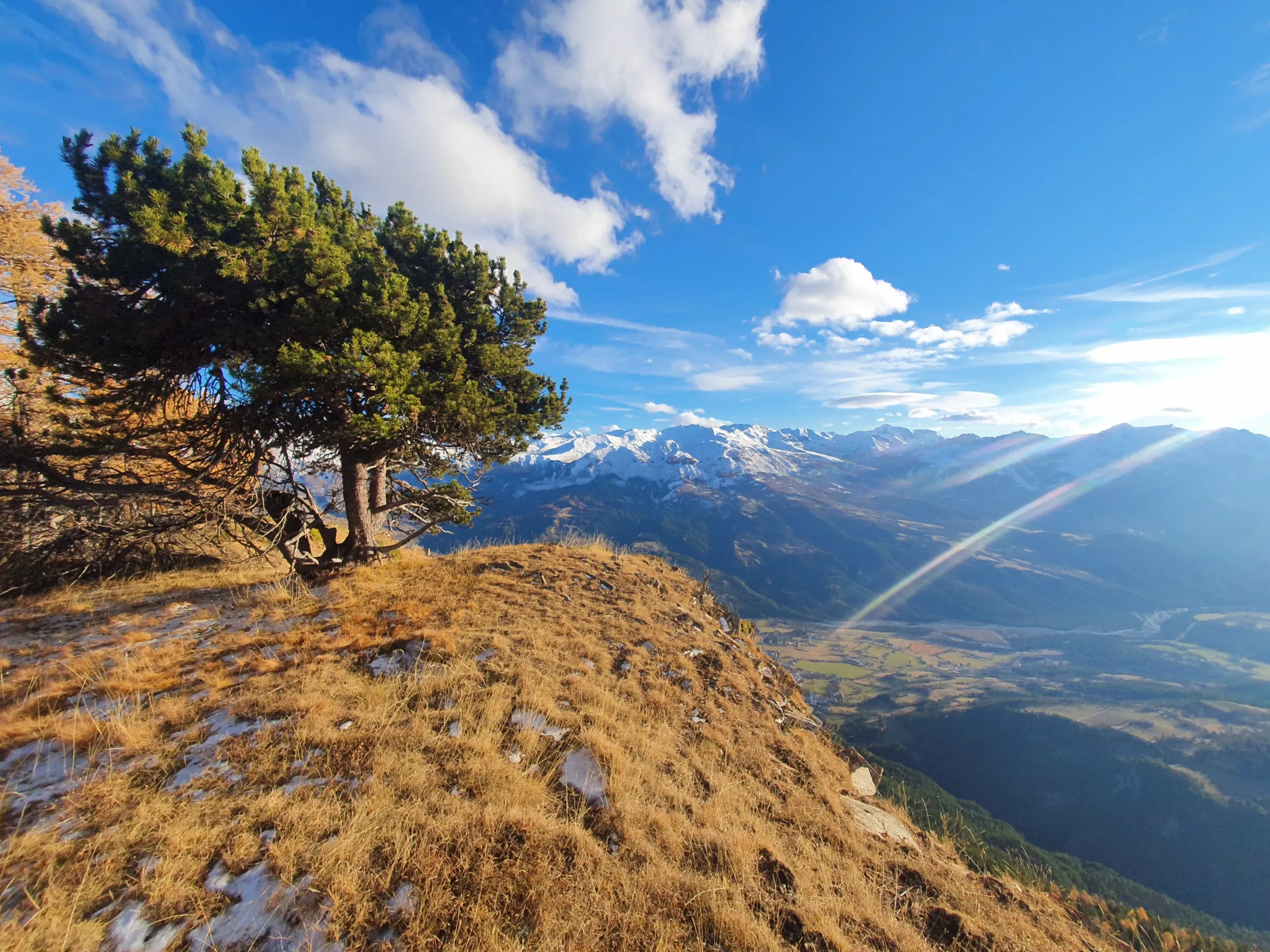 Arbre sur une falaise, montagnes enneigées au loin.